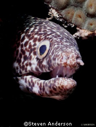 This Spotted Moray was held captive by a fishing trap unt... by Steven Anderson 